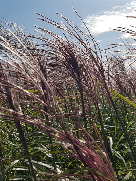 Miscanthus Malepartus Knoll Gardens Ornamental Grasses And