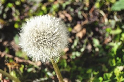 Dandelion Flower Red Seeded Free Photo On Pixabay Pixabay