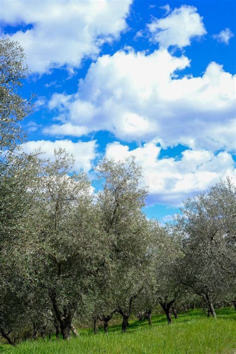 Olive Grove On The Background Of The Blue Sky With Clouds Stock Photo