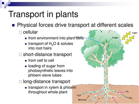 Ppt Transport In Plants Chapter 36 Powerpoint Presentation Free