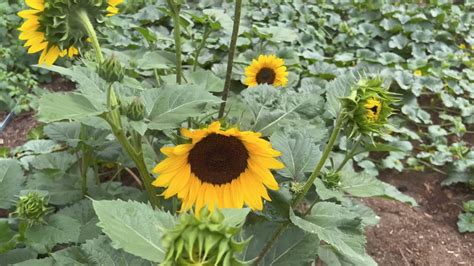 Come Conservare I Girasoli Tagliati O In Vaso Mondo Conserva