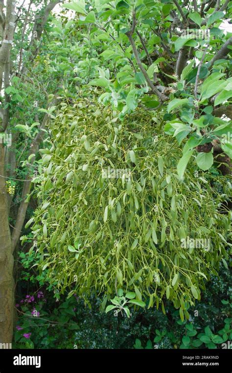 Large Bunch Of Parasitic Mistletoe Viscum Album Growing On The Branch