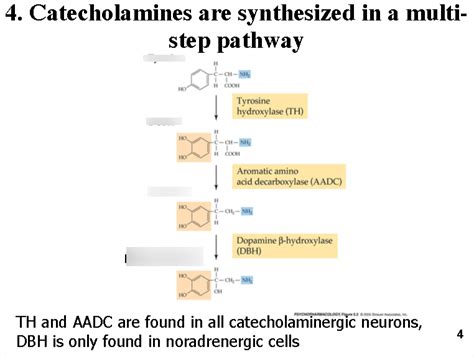 1. Catecholamine Synthesis Pathway Diagram | Quizlet