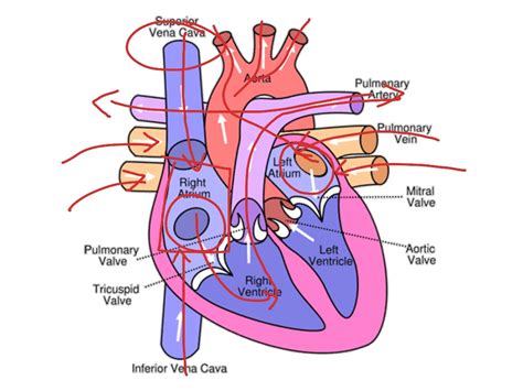 Diagram Of The Circulatory System For Th Grade