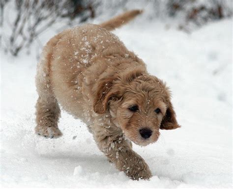 Labradoodle Puppy Running