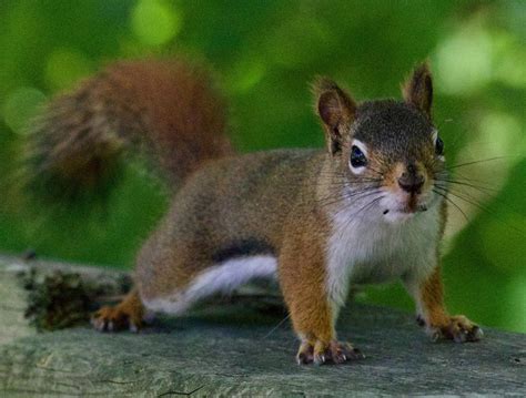 Wildlife Spotlight American Red Squirrel Credit Valley Conservation