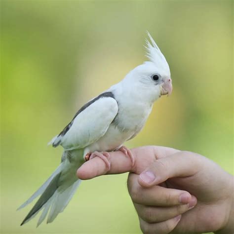 Do Cockatiel Bites Hurt Are They Dangerous Dr Cockatiel