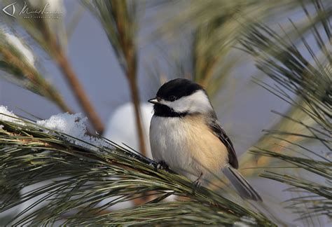 FindNature Photos Mésange à tête noire Black capped Chickadee