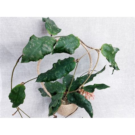 Хойя Undulata