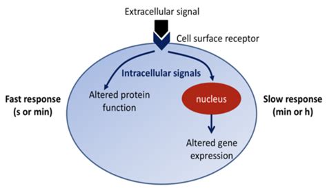 physiology cell signalling Flashcards | Quizlet 