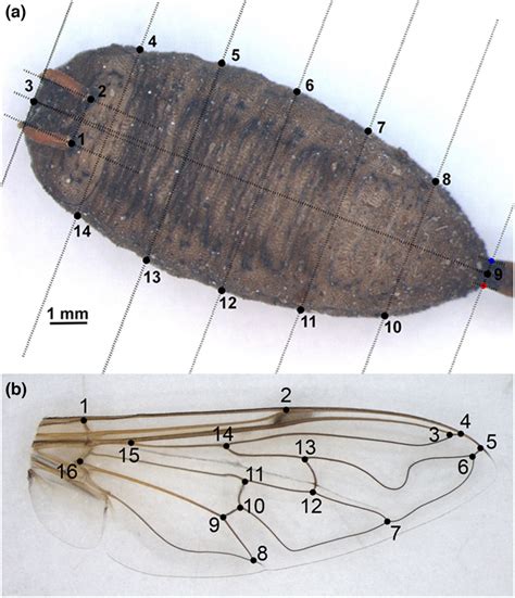 Sexual Size And Shape Dimorphism And Allometric Scaling In The Pupal