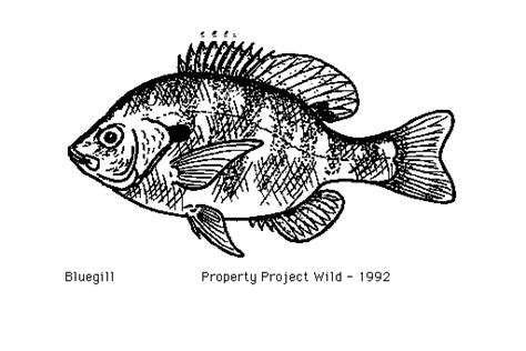 Goldfish Clip Art Library