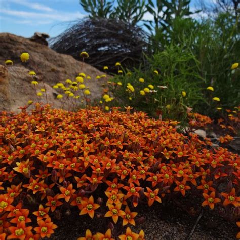 Crassula Dichotoma Seeds Buy Online