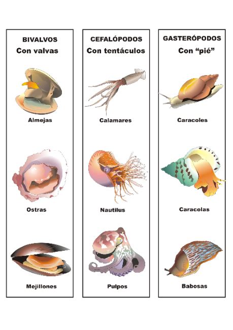 Clasificación Moluscos