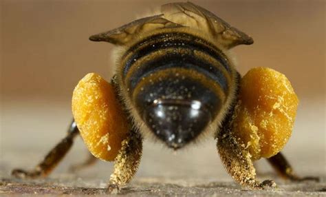 El Polen Natural Recolectado Por Las Abejas MundoAbejas