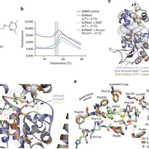 Sirreal Inhibitors Suppress Sirt Activity Via A Unique Mechanism A