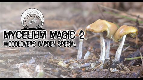 Mycelium Magic 2 Wavy Caps Psilocybe Cyanescens YouTube