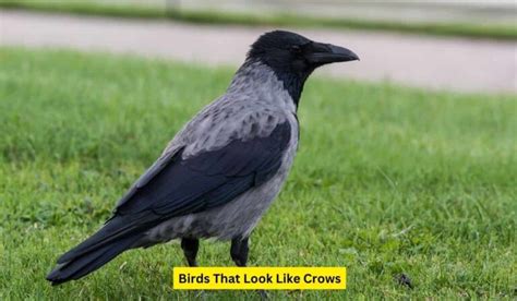 4 Birds That Look Like Crows Spark Lark