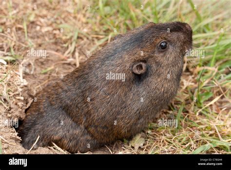 Pocket Gopher Thomomys Sp Coastal California Stock Photo Alamy