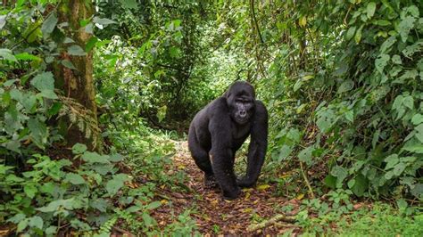 How Long Is The Gorilla Trek In Uganda Uganda Gorilla Safari