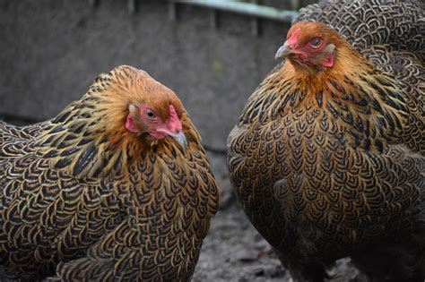 Cuánto puede llegar a medir una gallina Brahma granjaonline