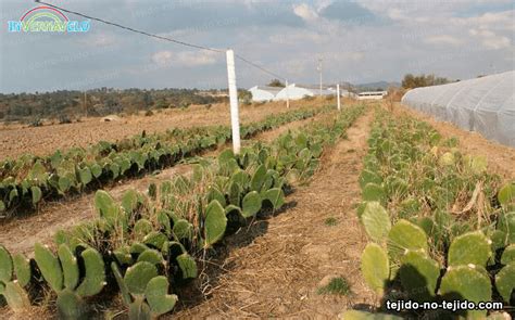 Cultivo De Nopal En Invernadero Con La Manta Térmica Tejida No Tejida