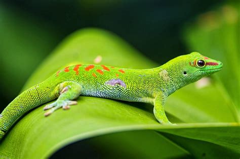 Lizards Hd Wallpapers Top Free Lizards Hd Backgrounds Wallpaperaccess