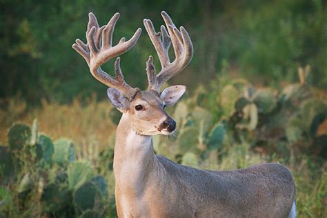 White-Tailed Deer Gallery - King Ranch Hunting