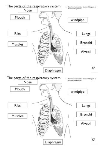 Respiratory System Labelling Worksheet