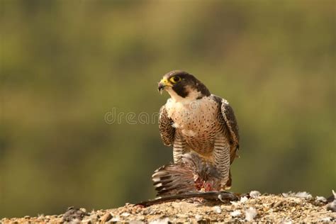 476 Peregrine Falcon Claws Stock Photos Free And Royalty Free Stock