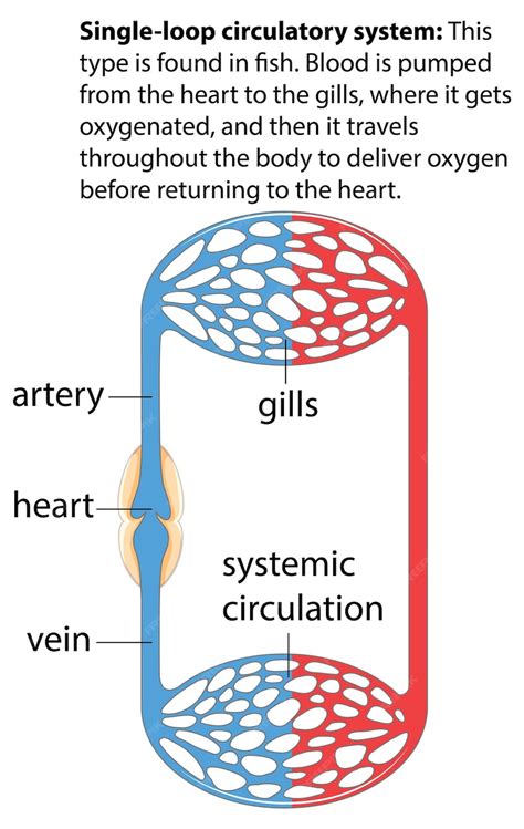 Premium Vector | Medical Education Infographic Single Loop Circulatory System