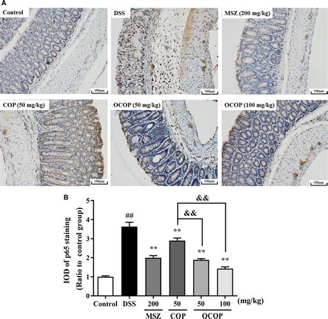 Frontiers Gut Microbiota Mediated Transformation Of Coptisine Into A