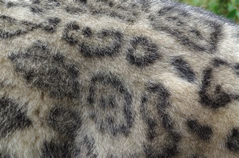 Snow Leopard Fur Stock/Reference by FurLined on DeviantArt
