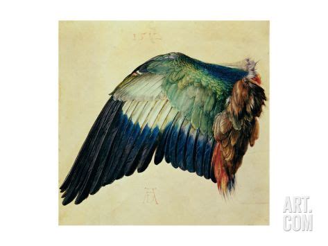 Wing Of A Blue Roller Giclee Print Albrecht D Rer Art