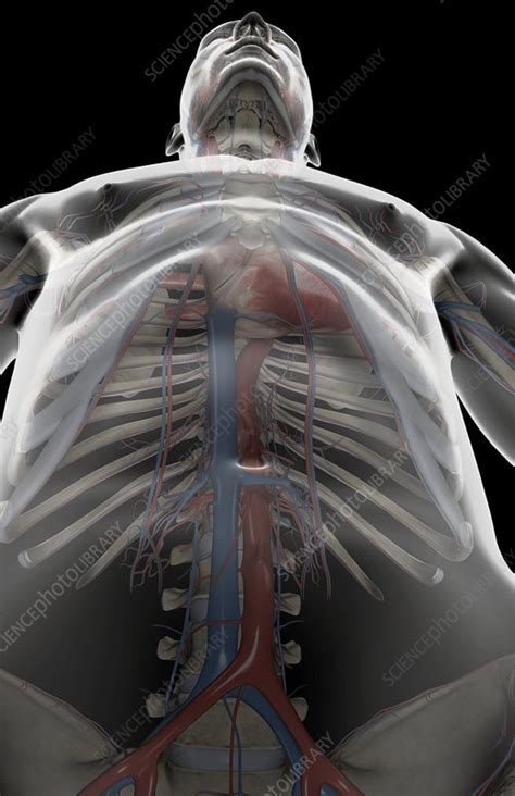 The Blood Vessels Of The Upper Body Stock Image C Science