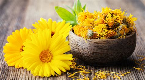 Les Vertus Sant Du Calendula Officinalis Bio La Une