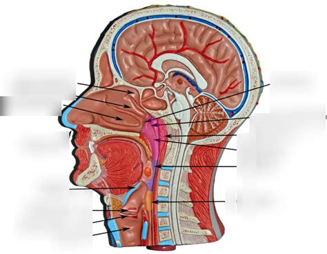 Respiratory System Lab Head Model Diagram Quizlet