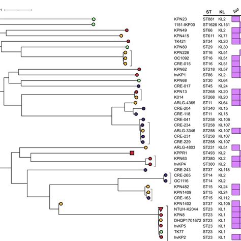 Plasmid Sequence Analysis Of Convergent MDR CKP HvKP And NON MDR CKP