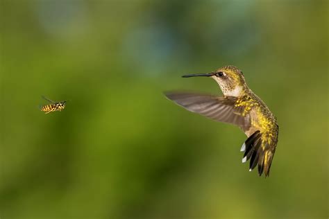 Appreciating Hummingbirds And Their Aerial Acrobatics — Audubon Society