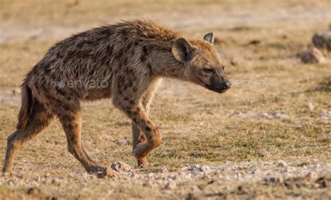 A Hyena in Africa Stock Photo by harrycollinsphotography | PhotoDune