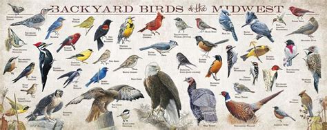 Backyard Birds Of The Midwest Backyard Birds Wildlife Artists Wood Signs