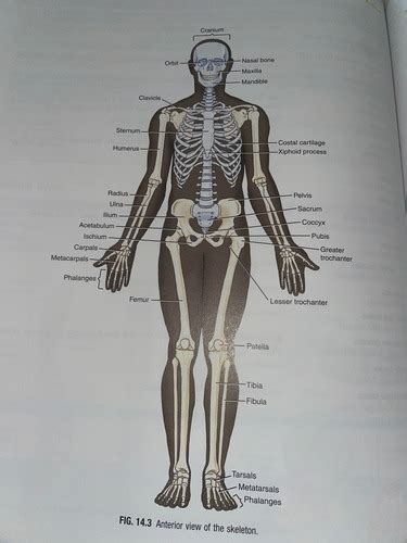 Chapter Musculoskeletal Flashcards Quizlet