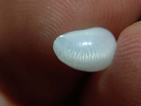 156carat Natural Tridacna White Clam Pearl Grade A Etsy