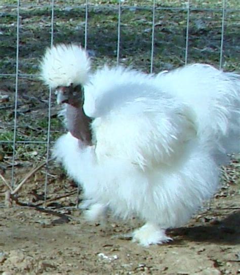 Fowlsrus Silkie Showgirl