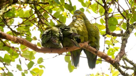 Lorito Loro En La Tierra