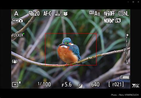 Nikon Z9：野鳥撮影（鳥検出）