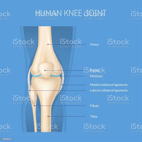 逼真的3d詳細人膝關節解剖概念卡向量圖形及更多膝頸圖片 膝頸 立體 骨骼 Istock