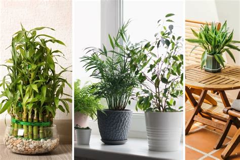 Plantas Poderosas Para Atrair Prosperidade E Harmonia Em Casa