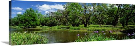 Jungle Gardens Avery Island Southern LA Wall Art, Canvas Prints, Framed ...