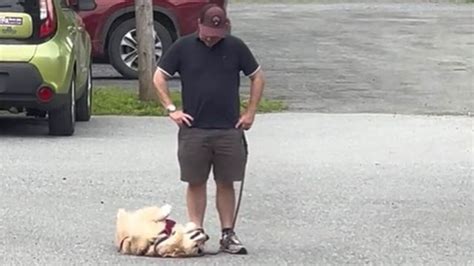 Ce chien refuse de marcher plus loin et oblige son maître à le porter